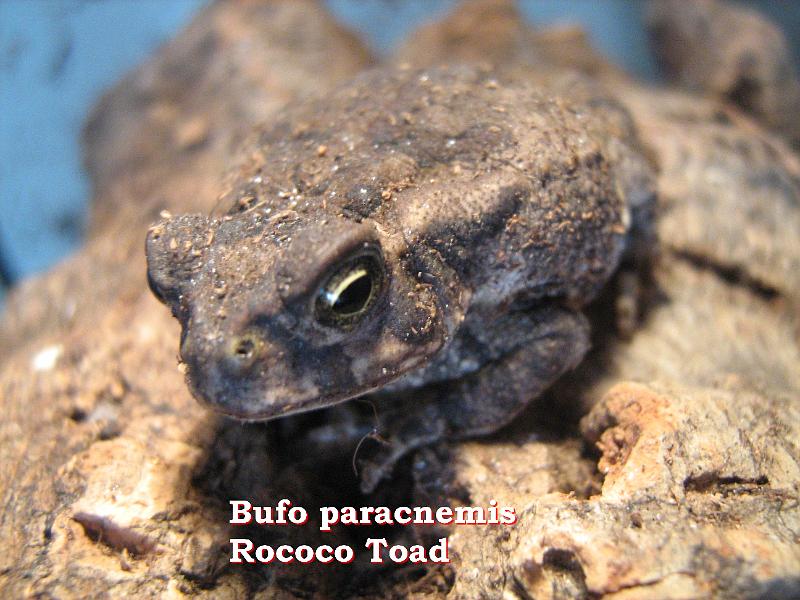 Bufo paracnemis - Rhinella schneideri 05.jpg